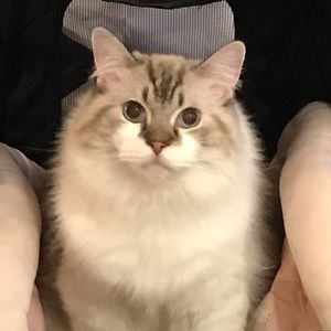 Meet your Posher, Yifei